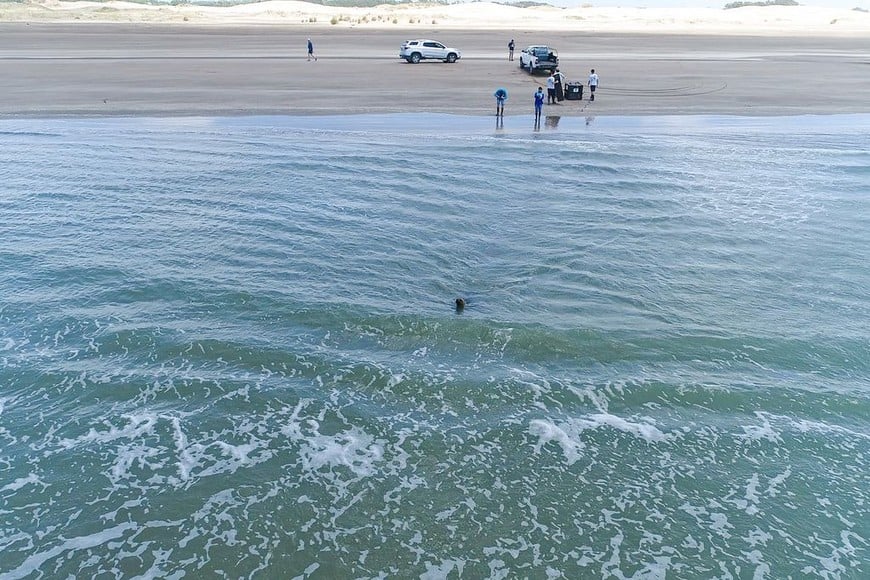 ELLITORAL_272674 |  Prensa Mundo Marino