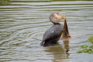 Eduardo Torramorell (Gentileza). Biguá (Phalacrocorax brasilianus) ingiriendo (o intentando) una bolsa de la compra.