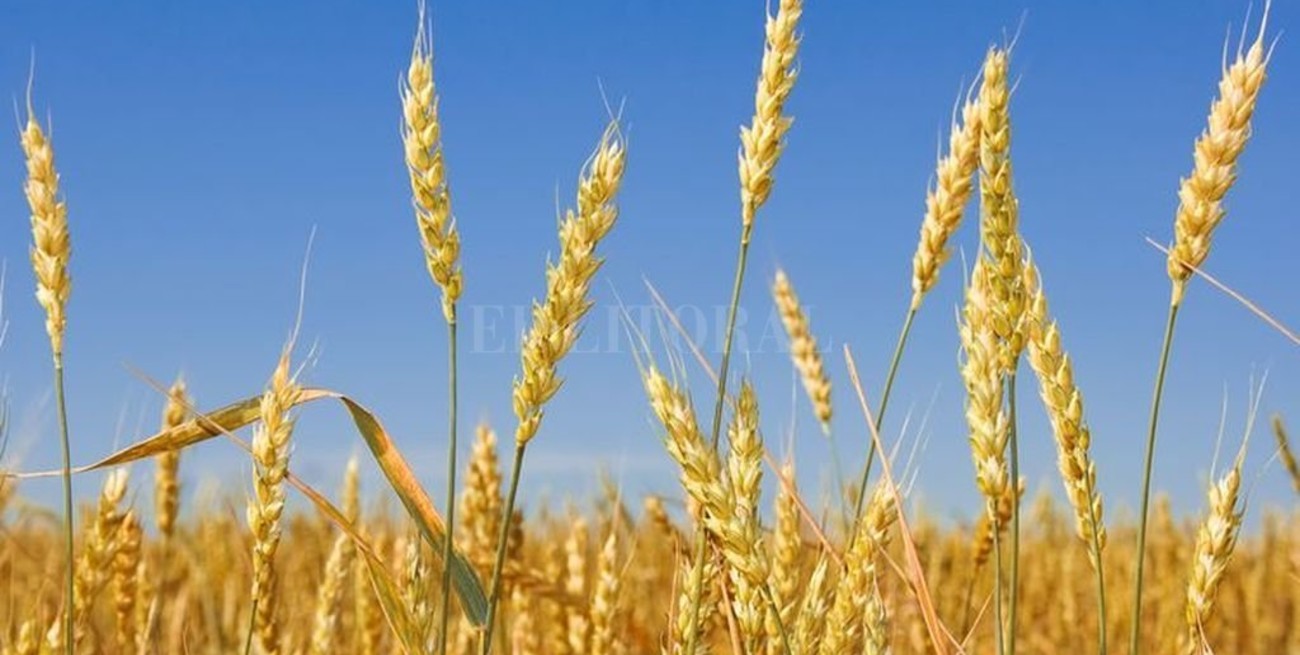 Cosecha de trigo da resultados inesperados para los productores 