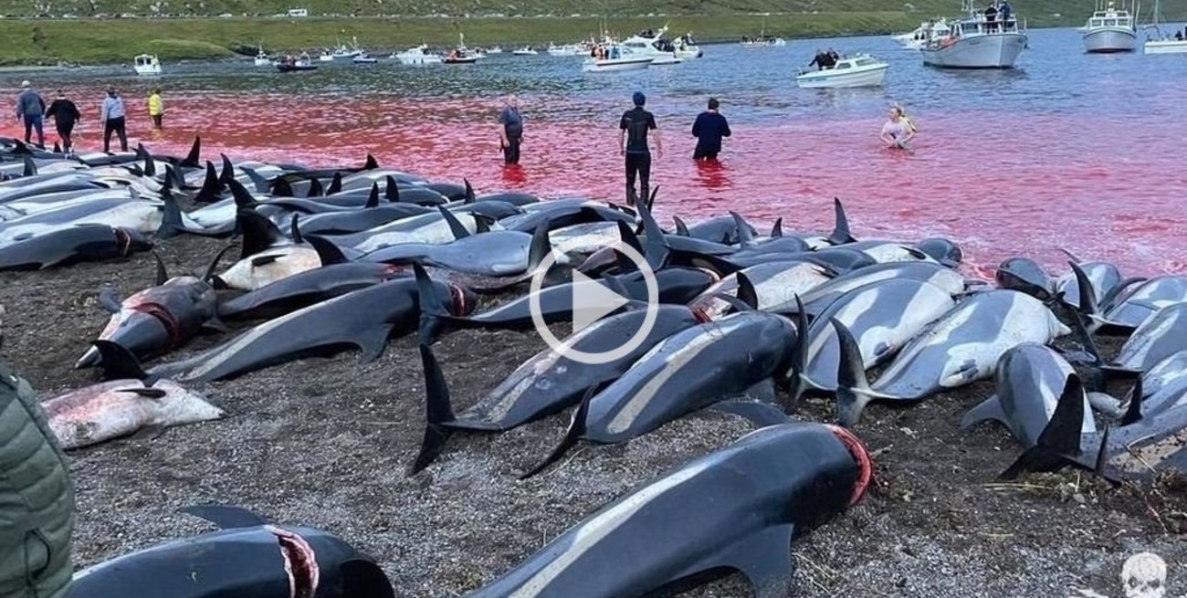 Video: mataron más de 1.400 delfines en una caza