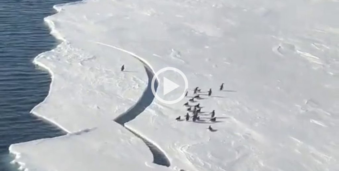 Video: el dramático momento en que el hielo se rompe y separa a un pingüino de su familia