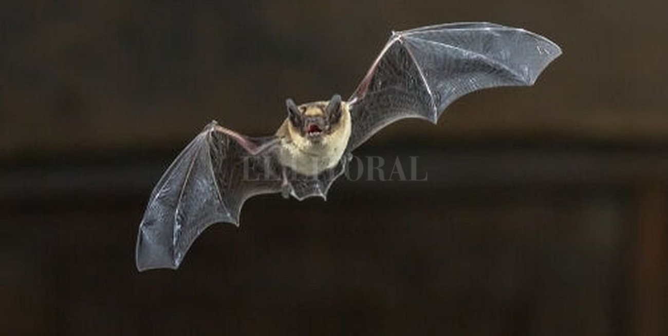 Se registraron dos casos de murciélagos con rabia en la zona
