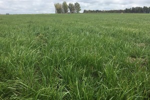 Festuca. Será la nueva reina de las forrajeras, ya que es la única que creció en ventas de semillas en el mercado local en los últimos años, a una tasa del 15% anual , a raíz de que las pasturas se han desplazado cada vez a suelos más marginales