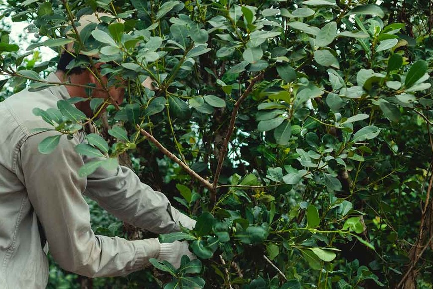 ELLITORAL_247416 |  Gentileza.