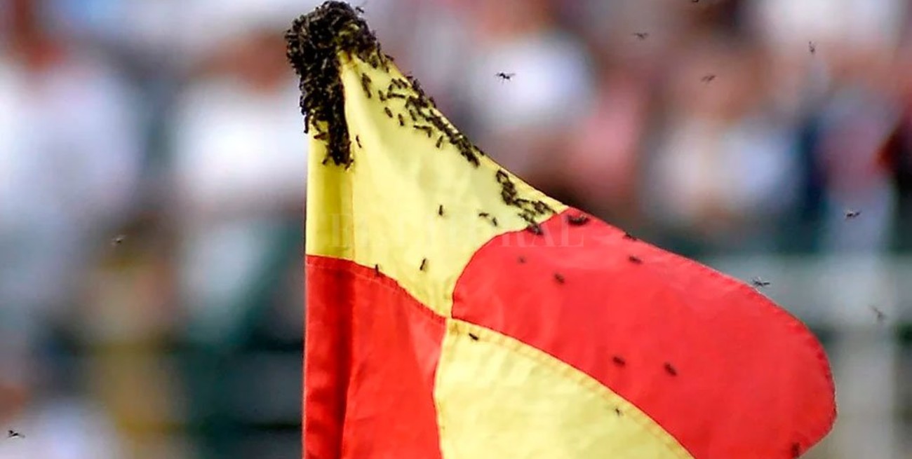 Invasión de avispas durante un partido en Brasil