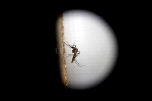 Archivo El Litoral Vector. El mosquito Aedes recién desaparece cuando empieza el frío intenso (no resiste temperaturas por debajo de los 7°), por eso los contagios se interrumpen en el tramo final del otoño.