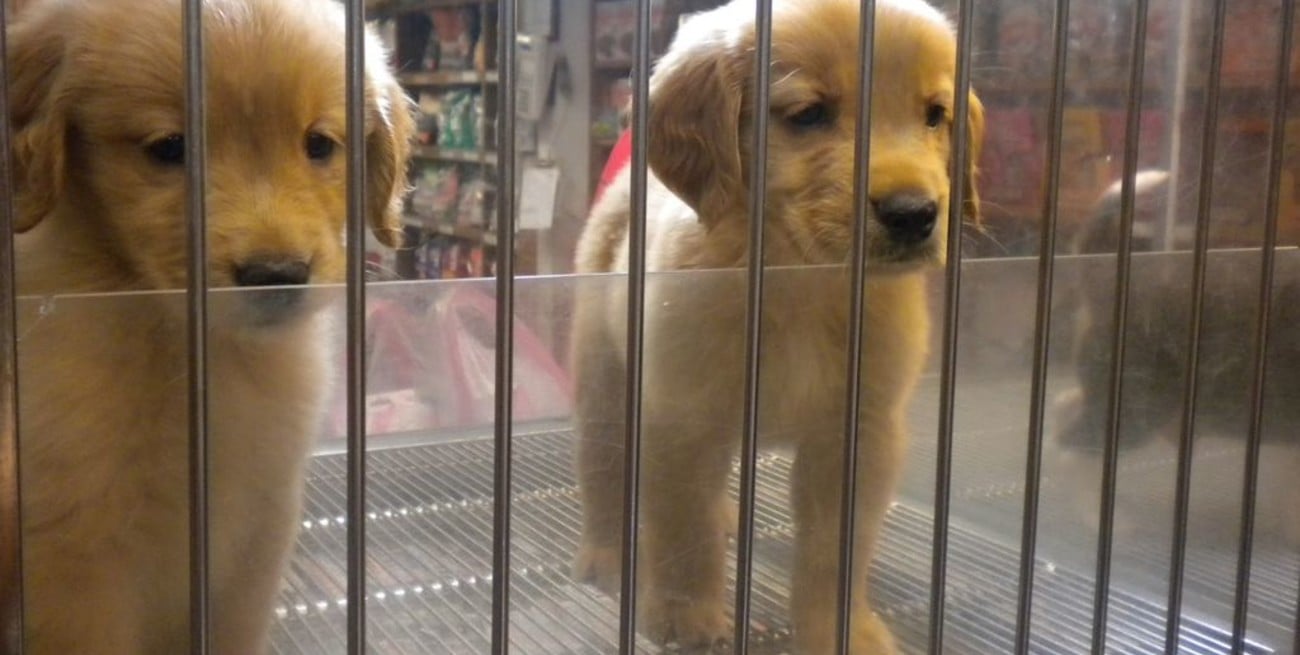 Gran Bretaña: Prohíben la venta de mascotas en tiendas