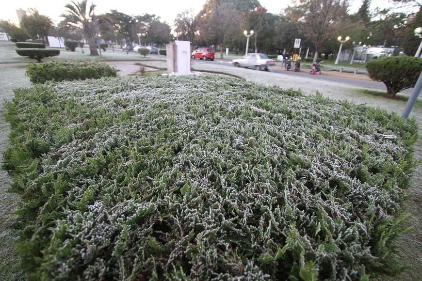 ELLITORAL_206340 |  Archivo El Litoral / Guillermo Di Salvatore Escarcha. En la helada blanca, el vapor de agua se congela sobre el pasto y las plantas. En la helada negra ?cuando el porcentaje de humedad es bajo? se congela la savia de las plantas.