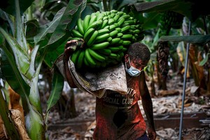 ELLITORAL_407189 |  Kike Rincón Un agricultor lleno de ceniza recoge un racimo de plátanos antes que la lava del volcán de Cumbre Vieja llegue a las plantaciones, a 23 de septiembre de 2021, en La Palma, Santa Cruz de Tenerife, Canarias (España). La Palma es la isla del archipiélago que más plátano produce después de Tenerife, el 50% de su PIB viene de esta fruta a la que se dedican más de 5.300 productores y cerca de 10.000 familias dependen directamente de su cultivo. La erupción del volcán el pasado domingo, ha paralizado la cosecha del 15% del plátano canario, unas 300 hectáreas de plantaciones. Muchos cultivadores de plátanos han recogido durante estos días sus cosechas antes de que la lava arrase las plantaciones.
23 SEPTIEMBRE 2021;PLATANOS;PLATANERAS;CULTIVO;CANARIAS;LA PALMA;VOLCAN;AGRICULTURA;PLANTACIONES
Kike Rincón / Europa Press
23/09/2021