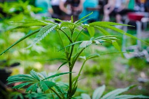 Archivo El Litoral Si un paciente compra cannabis en la calle no sabrá qué está tomando, mientras que el que se vende en los dispensarios médicos dice qué componentes tiene y en qué proporción  aseveró Panis.