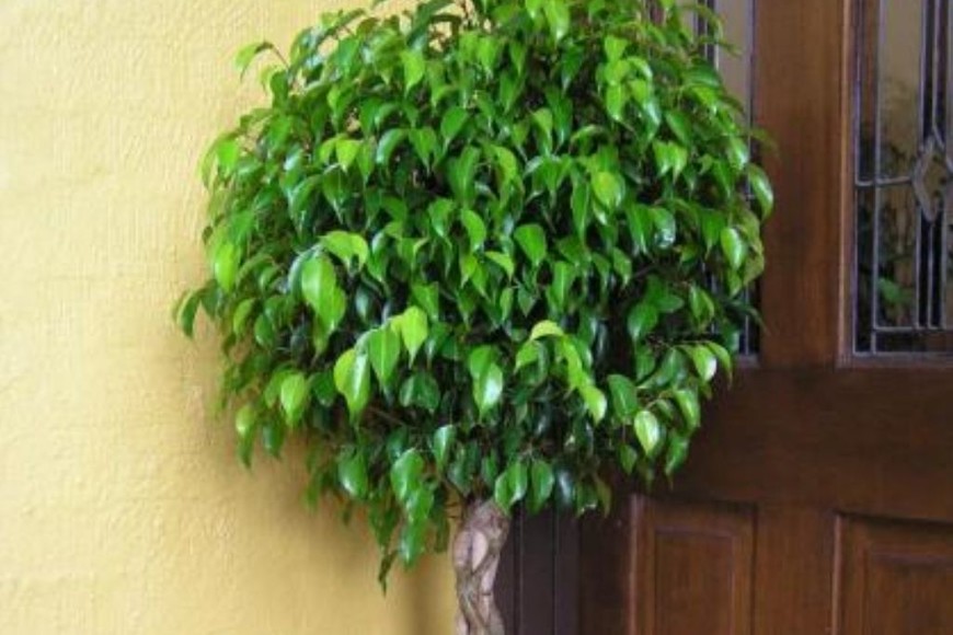 ELLITORAL_413277 |  Gentileza Ficus. Foto ilustración Shutterstock.