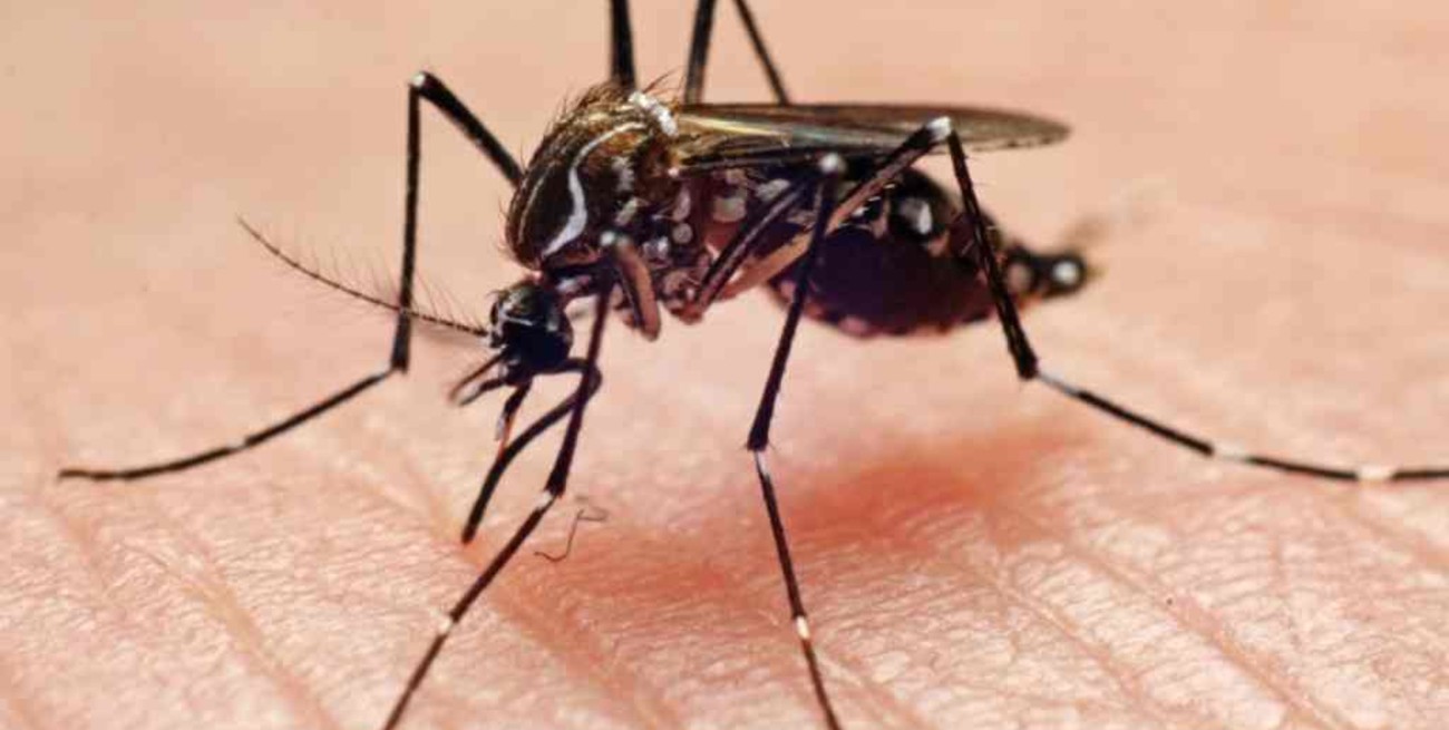 Detectaron un nuevo caso de dengue en San Luis