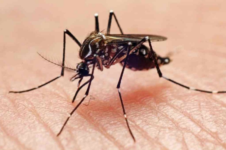 ELLITORAL_313483 |  Gentileza