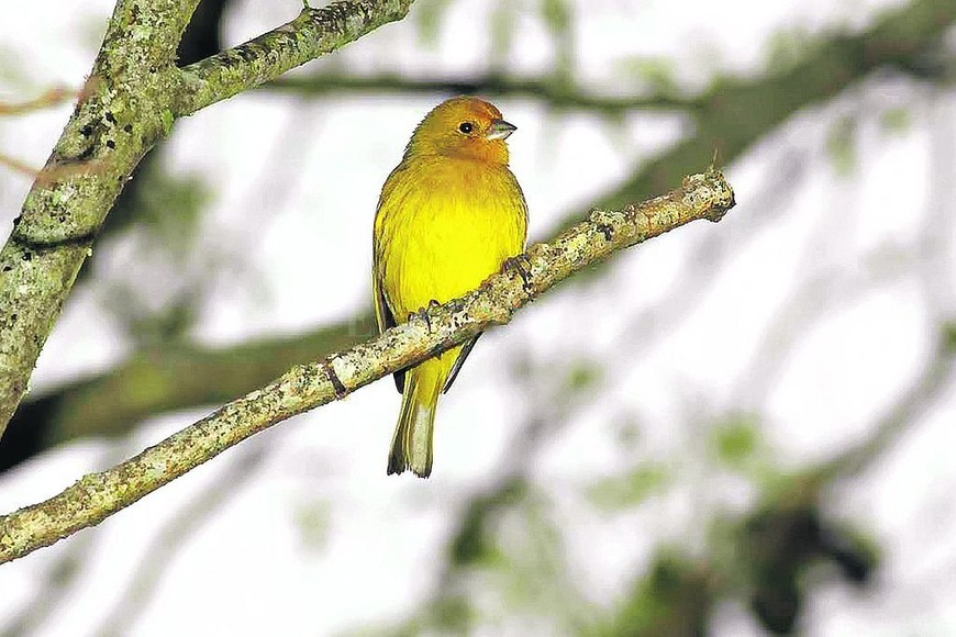 ELLITORAL_316173 |  Jose Vittori. Un jilguero dorado. El problema es que las quemas destruyeron miles de árboles, y si bien las aves pueden escapar del fuego, sus nidos se queman.