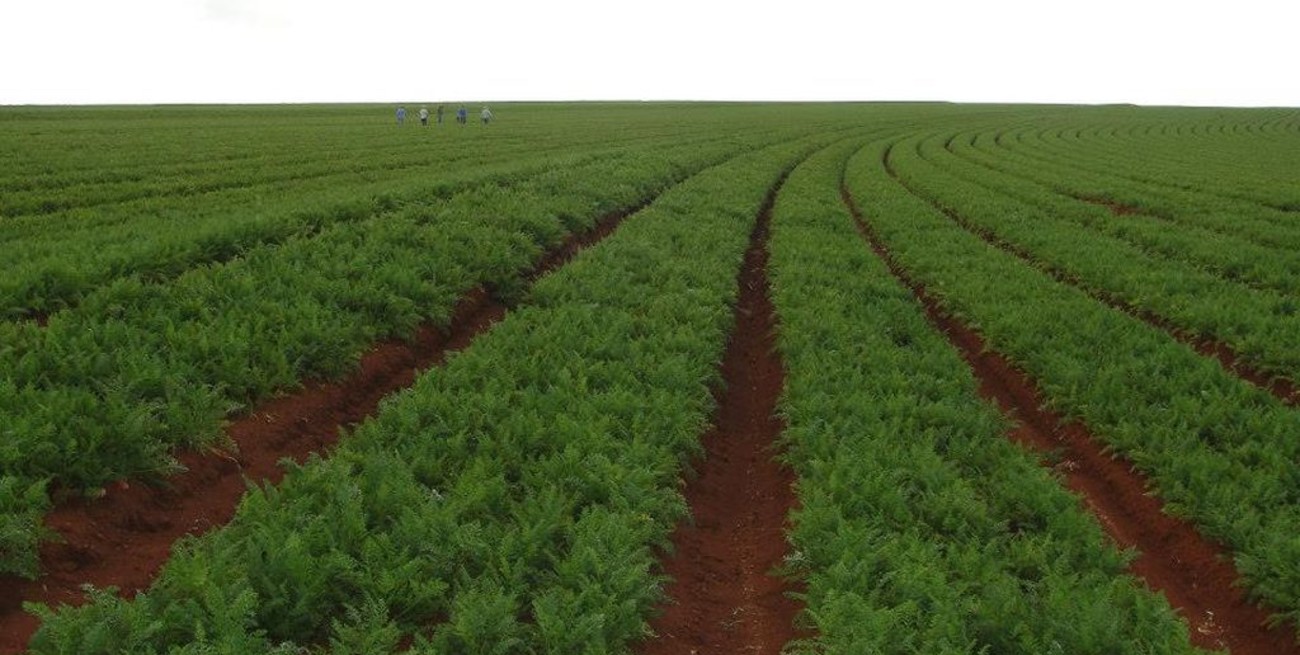 Santa Rosa de Calchines inaugura una planta para aprovechar descartes de zanahorias