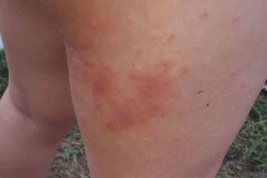 ELLITORAL_332588 |  Gentileza