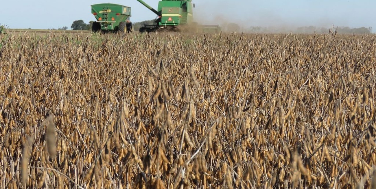 Las lluvias de la última semana detuvieron el deterioro de la soja y el maíz tardío