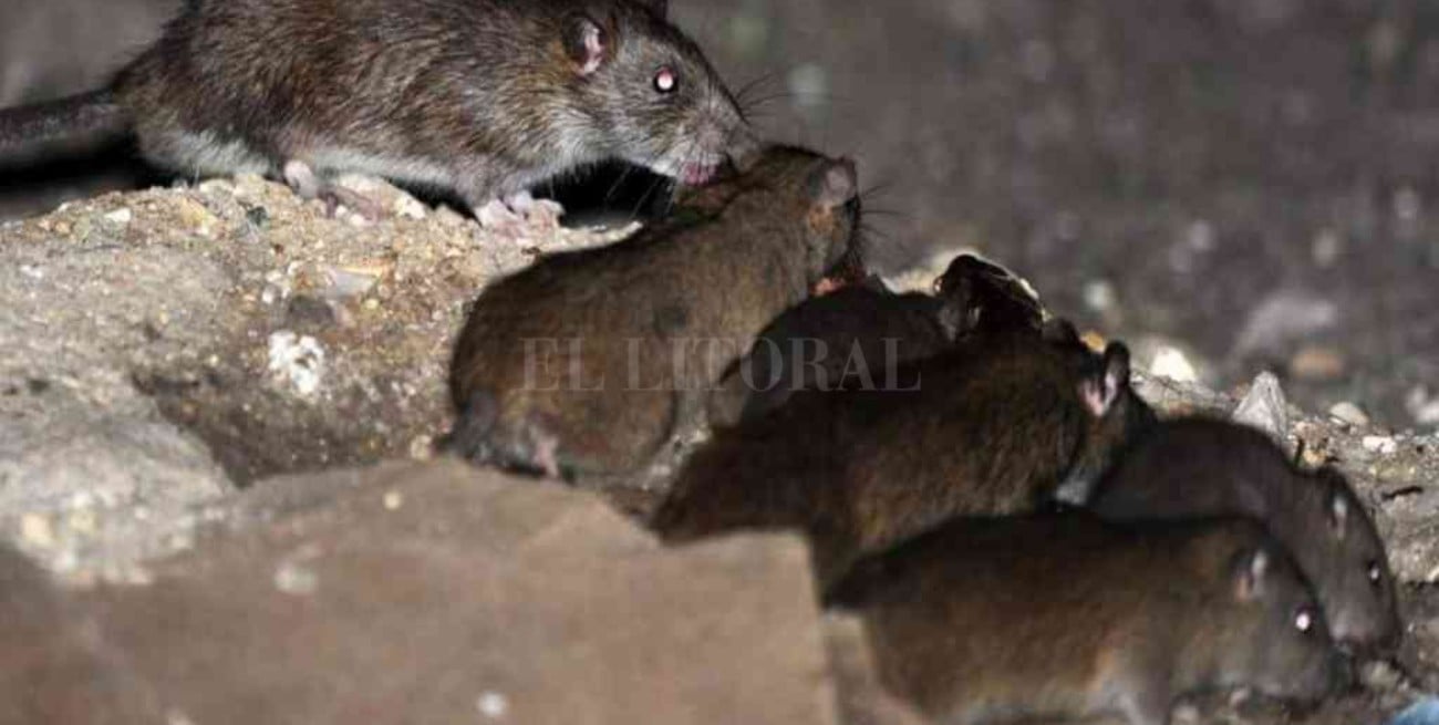  Villa la Angostura lanzó una campaña de prevención por la presencia de ratas