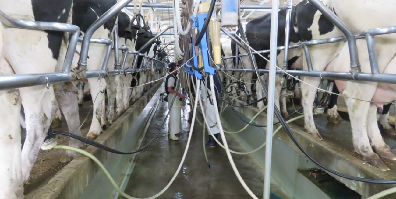 La producción de leche fue la mayor de los últimos 4 años