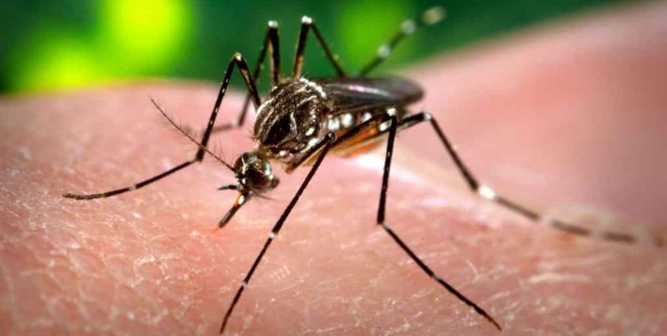 Dengue: unos 80 millones se infectan al año en el mundo
