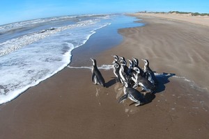 ELLITORAL_297497 |  Gentileza Prensa Mundo Marino