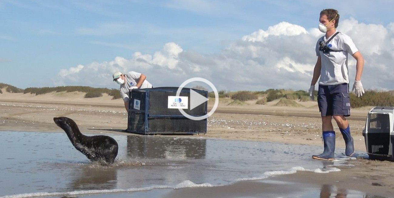 Video: Liberaron en San Clemente a un lobo marino rescatado