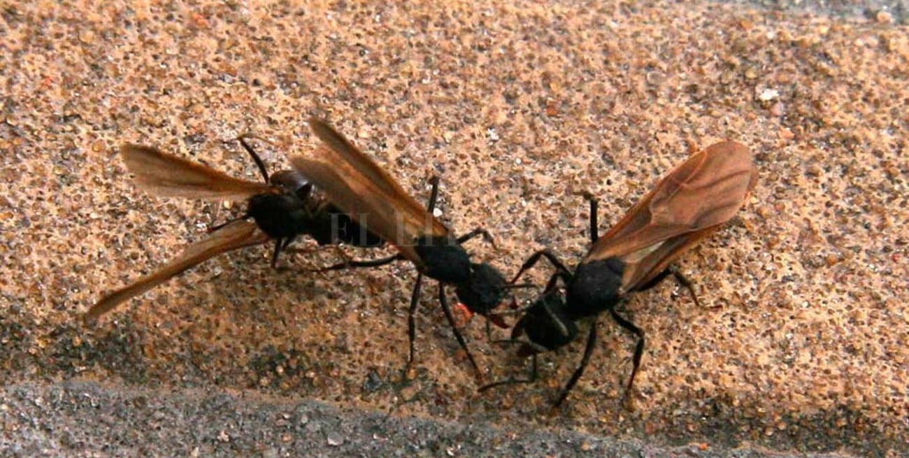 Las masiva aparición de hormigas voladoras  en "vuelo nupcial" no debe preocupar a nadie