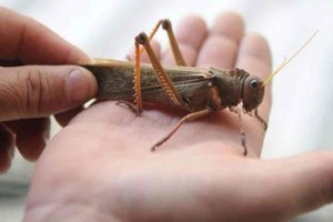 ELLITORAL_309045 |  Gentileza