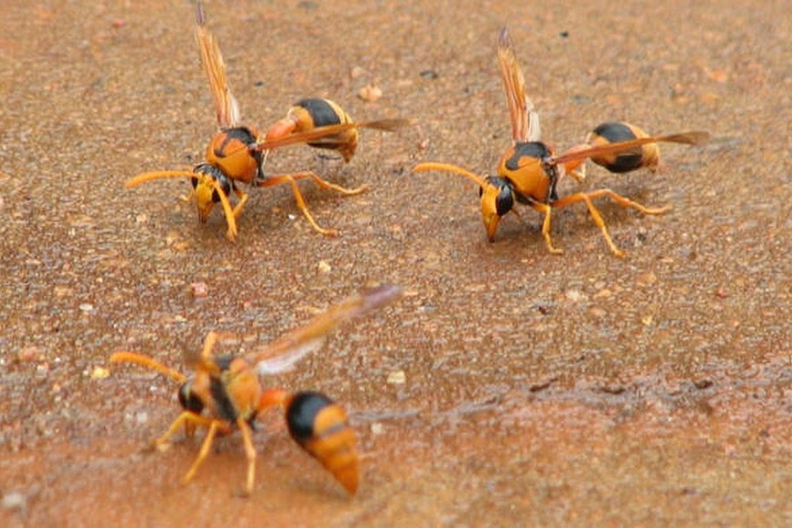 ELLITORAL_299848 |  Twitter