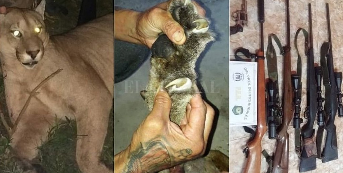 Buscan endurecer las penas tras la matanza ilegal de un puma