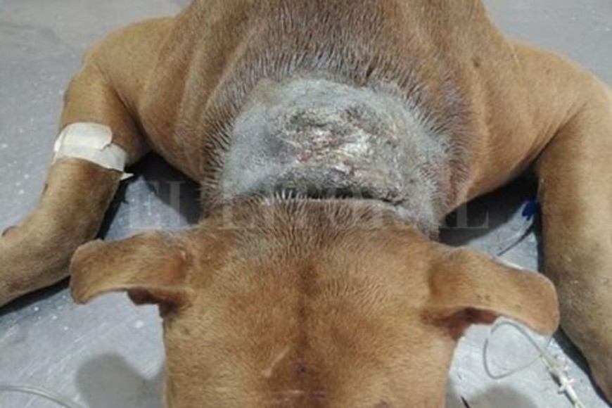 ELLITORAL_282010 |  Periodismo ciudadano