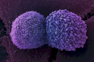 Francis Crick Institute