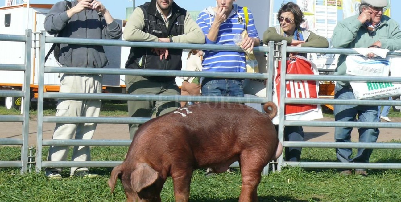 Senasa prohibió la presencia de cerdos en exposiciones