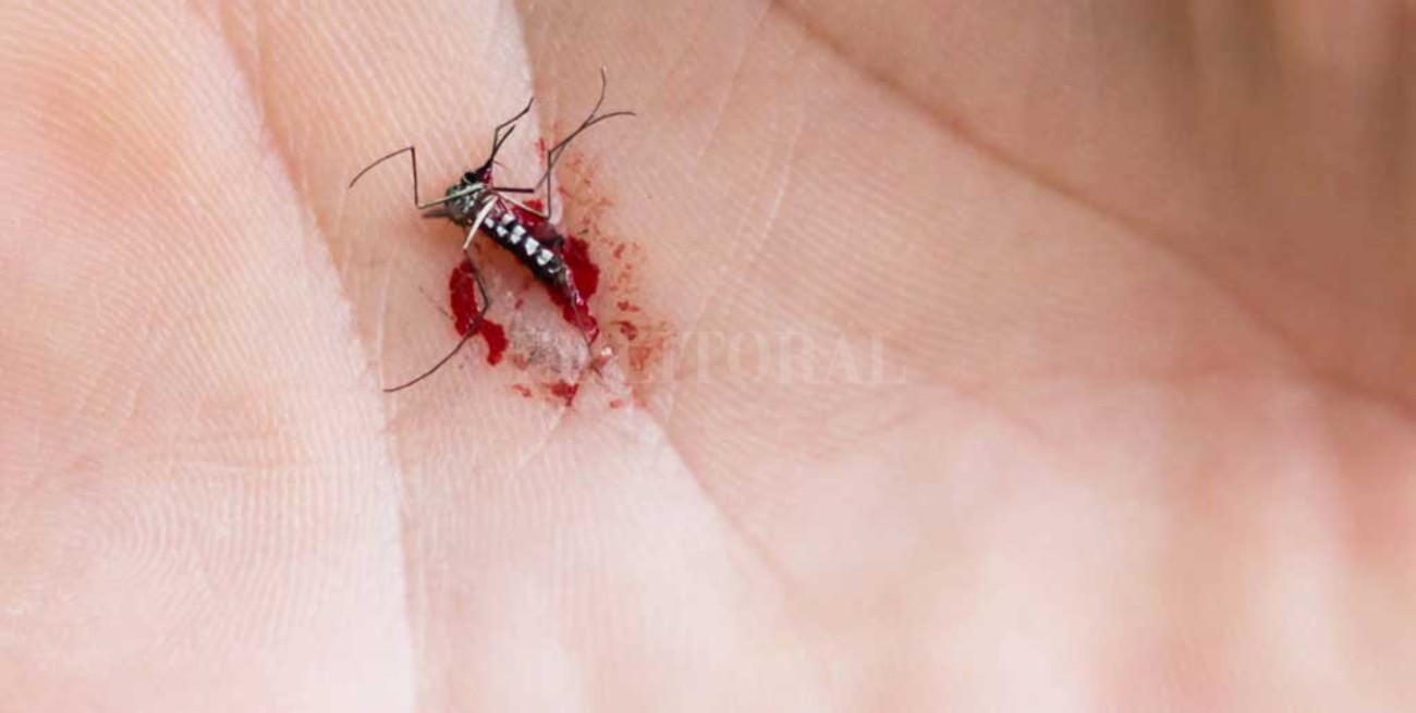 Ascienden a 1.077 los casos de dengue en Jujuy
