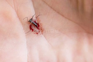 ELLITORAL_290665 |  El Litoral