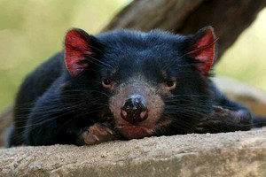 ELLITORAL_329716 |  Imagen ilustrativa En la imagen, un ejemplar del demonio de Tasmania.