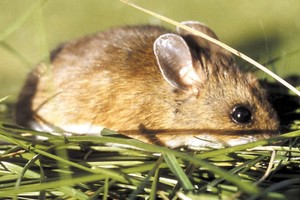 ELLITORAL_280201 |  Archivo El Litoral