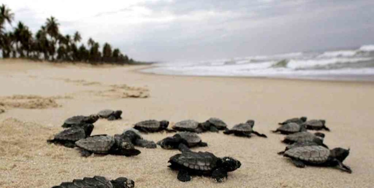 Brasil: nacieron 97 tortugas de una especie en peligro de extinción