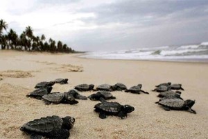 ELLITORAL_294072 |  Gentileza Las tortugas carey aprovecharon lo desértico de la playa Janga para a casi un centenar de ejemplares.