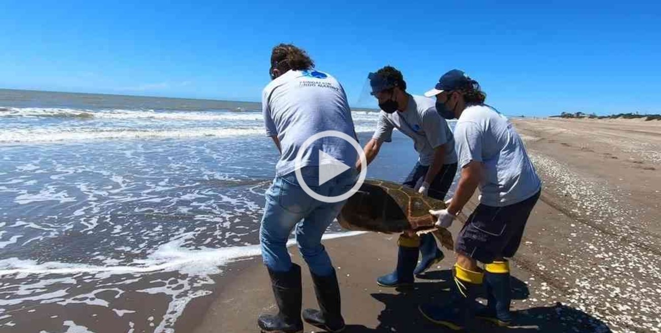 Regresaron al mar una tortuga cabezona de 59 kilos que quedó atrapada en redes de pesca