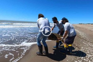 ELLITORAL_335241 |  Gentileza Mundo Marino