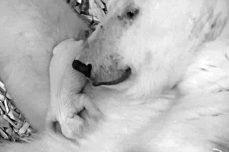 ELLITORAL_231447 | dpa HANDOUT - 03 December 2018, Berlin: A picture provided by the Tierpark Berlin Zoo shows polar bear Tonja with her cub that was born two days earlier. Photo: ---/Tierpark Berlin/dpa - ATTENTION: editorial use only and only if the credit mentioned above is referenced in full