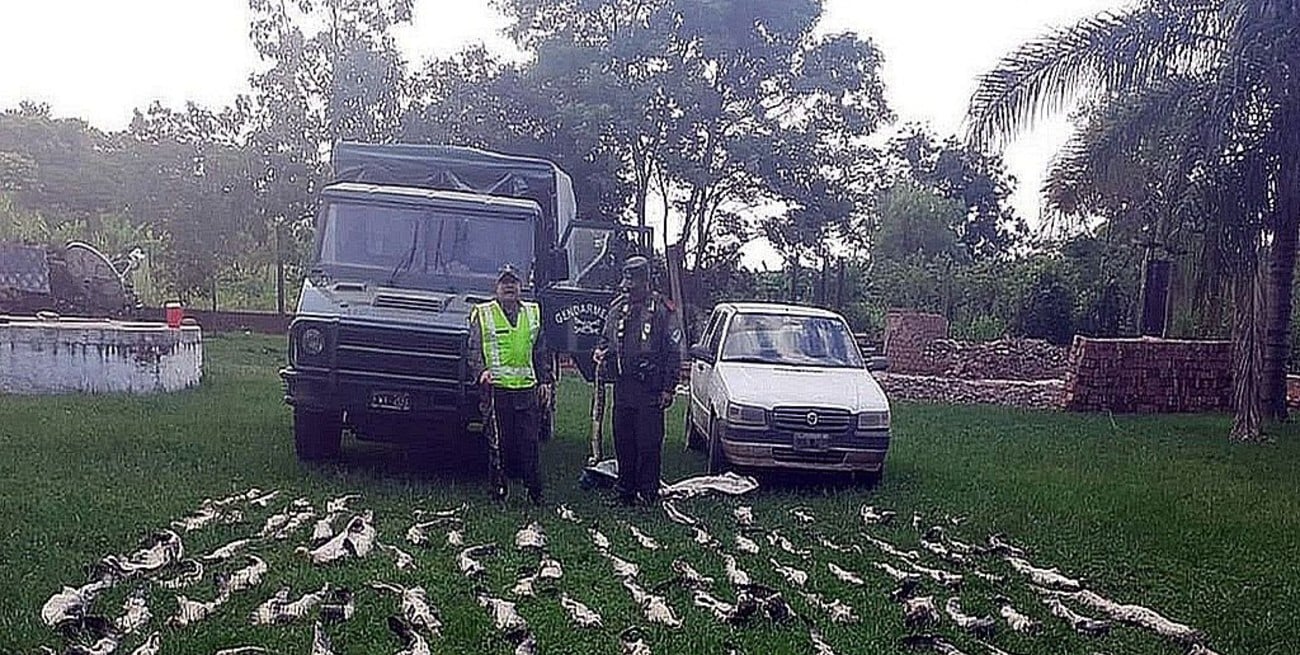 Secuestran 82 cueros de yacaré trasladados en el baúl de un auto