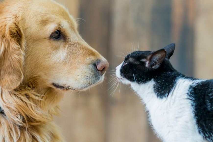 ELLITORAL_295168 |  Imagen representativa