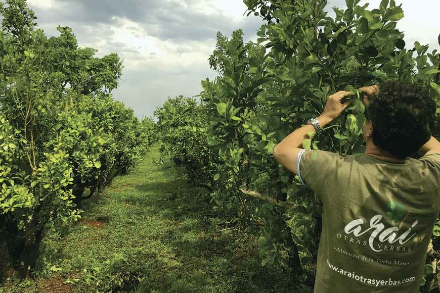 ELLITORAL_247415 |  Gentileza.