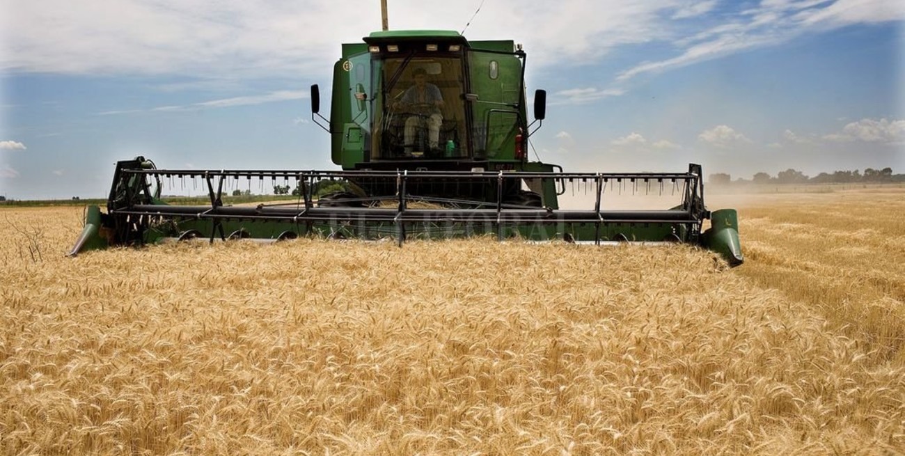 Se reanudó la cosecha de trigo: se obtendrían más de 1.150.000 toneladas