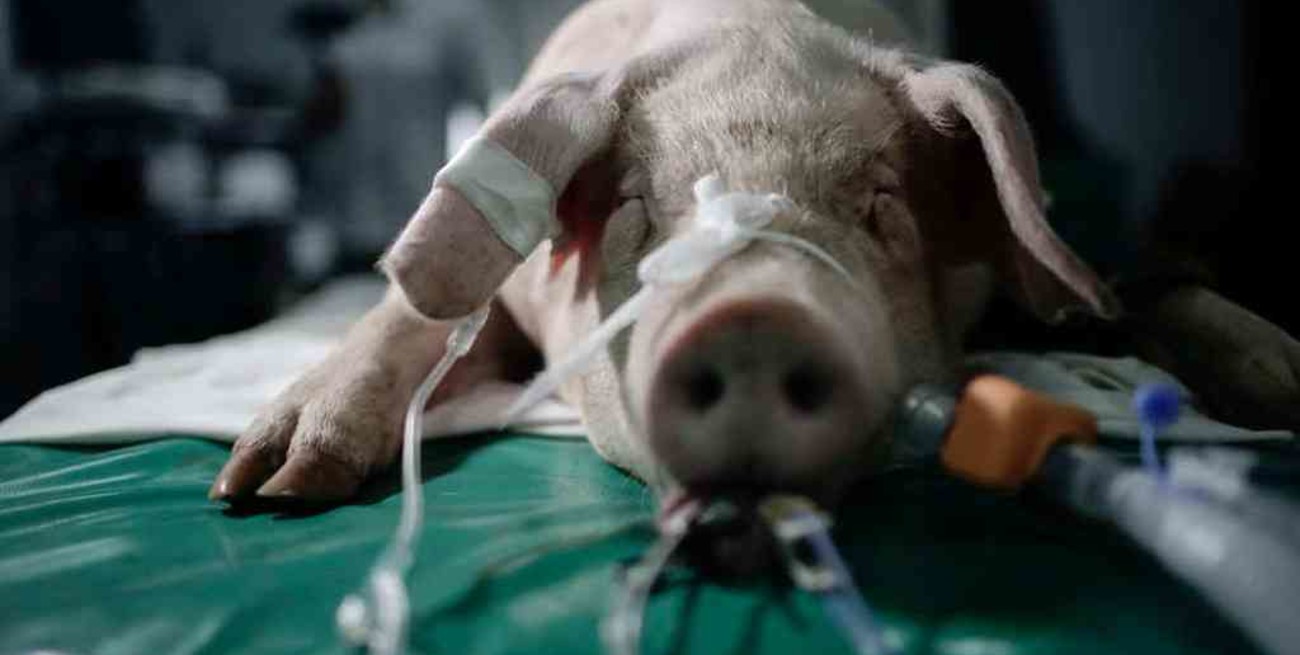 Costa Rica prueba ventilador en cerdos para posible uso en coronavirus