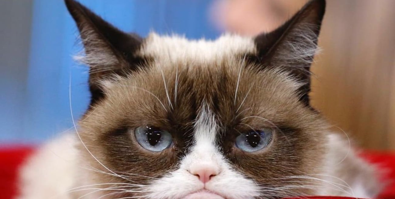 Falleció el gato "gruñón" más popular de Internet