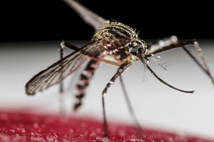 ELLITORAL_297869 |  Jeffrey Arguedas / EFE El mosquito Aedes aegypti es el transmisor del virus del dengue.