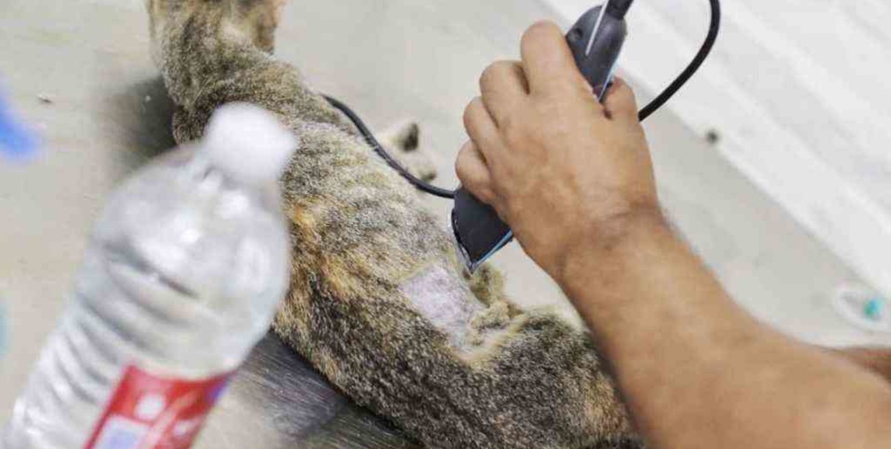La Municipalidad realiza castraciones a animales de compañía en Colastiné